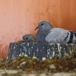 Cuidados y alimentación de palomas recién nacidas