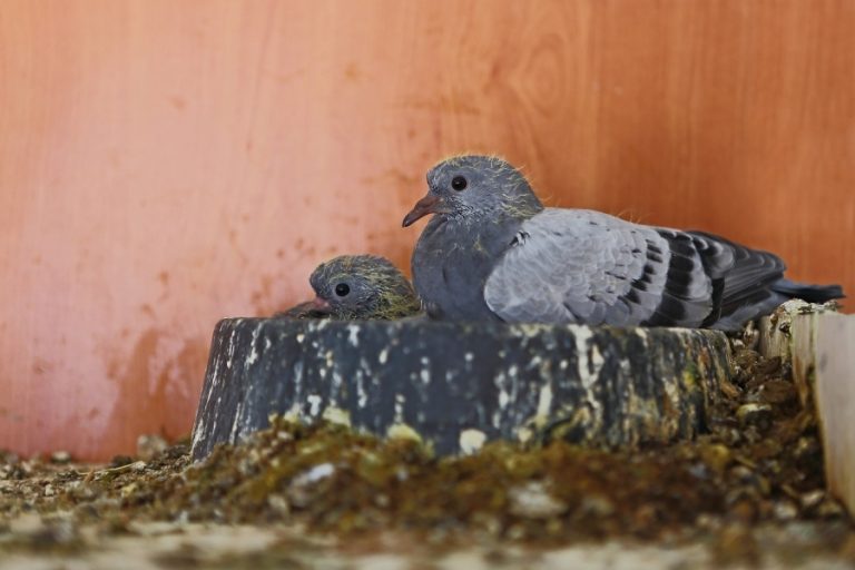 Cuidados y alimentación de palomas recién nacidas