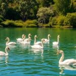 Cisnes: tipos, características, alimentación y hábitat