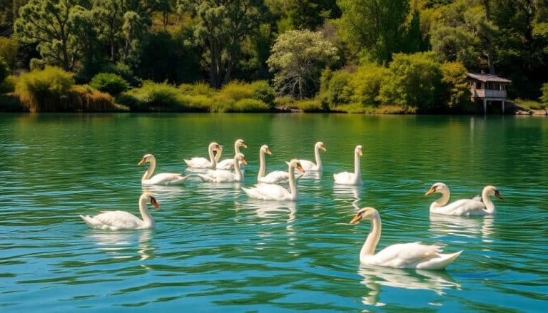 Cisnes: tipos, características, alimentación y hábitat