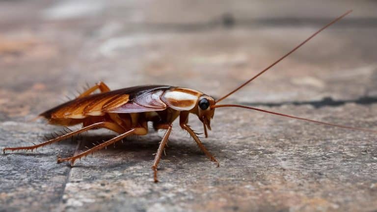 ¿Las cucarachas vuelan?