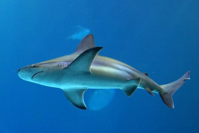 Tiburón blanco: características, dónde vive y reproducción