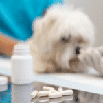 Suplementos para mascotas y el auge del bienestar animal