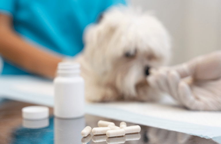 Suplementos para mascotas y el auge del bienestar animal