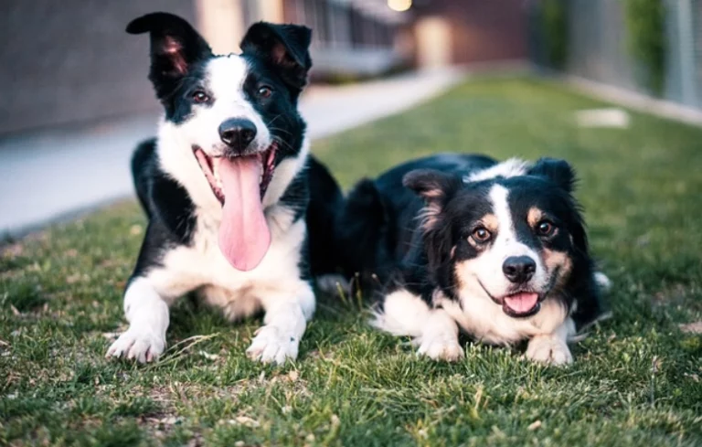 Cuidado natural de mascotas y bienestar en casa