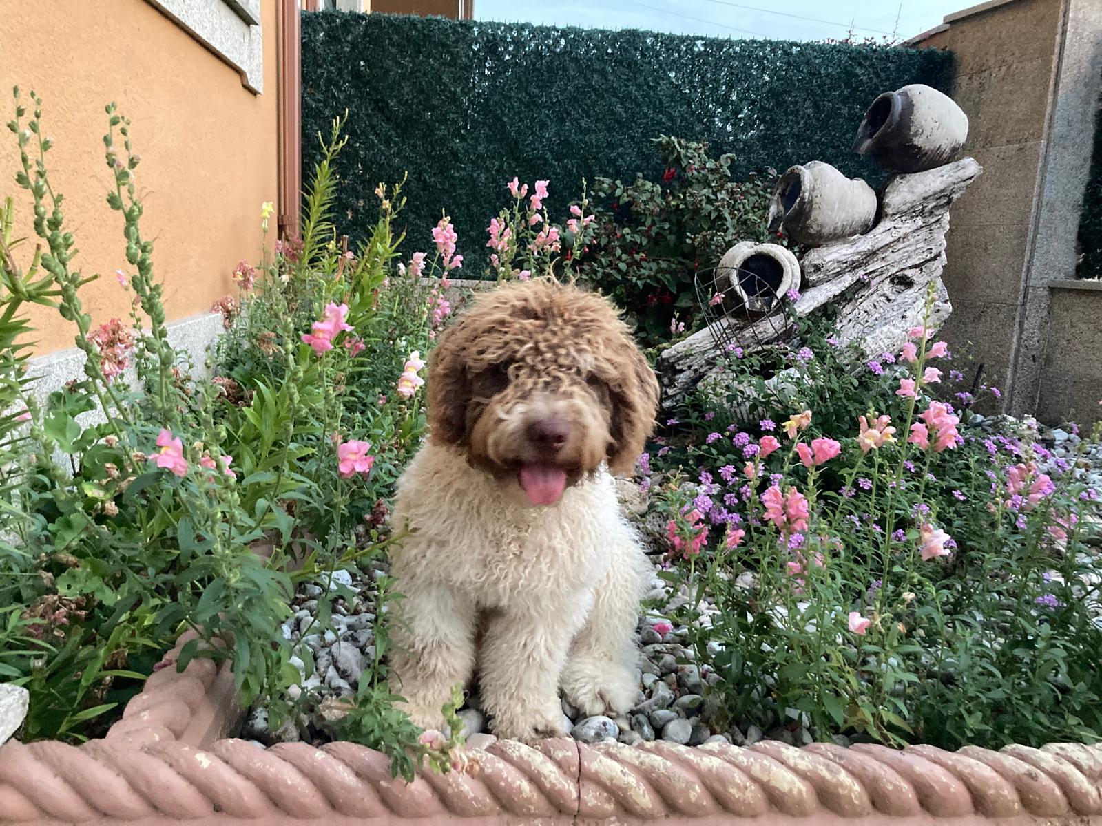 Perros y mascotas felices - Querida Mascota
